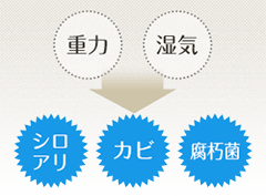 床下はシロアリ、カビ、腐朽菌の発生源